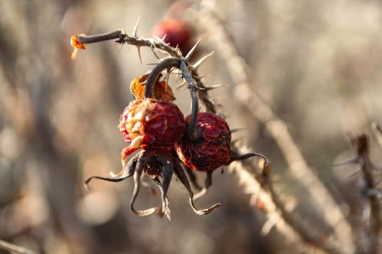 © Дмитрий Куршаков